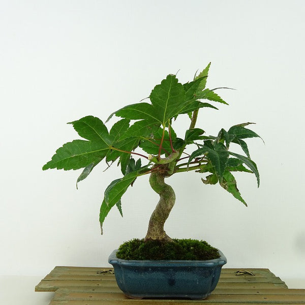 盆栽 紅葉 出猩々 樹高 約22cm もみじ Acer palmatum モミジ カエデ科 落葉樹 観賞用 t1204367599