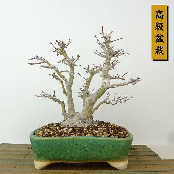 盆栽 紅葉 樹高 約15cm もみじ 高級盆栽 Acer palmatum モミジ カエデ科 落葉樹 観賞用 小品 g1204392200
