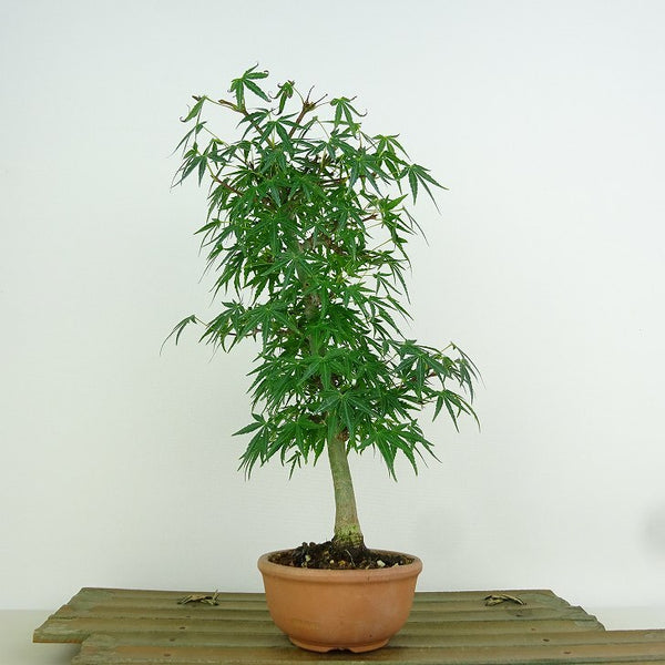 盆栽 紅葉 樹高 約25cm もみじ Acer palmatum モミジ カエデ科 落葉樹 観賞用 v1204402586