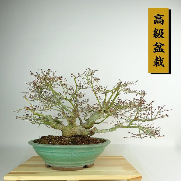 盆栽 紅葉 清姫 樹高 約26cm もみじ 高級盆栽 Acer palmatum モミジ カエデ科 落葉樹 観賞用 c1204374490