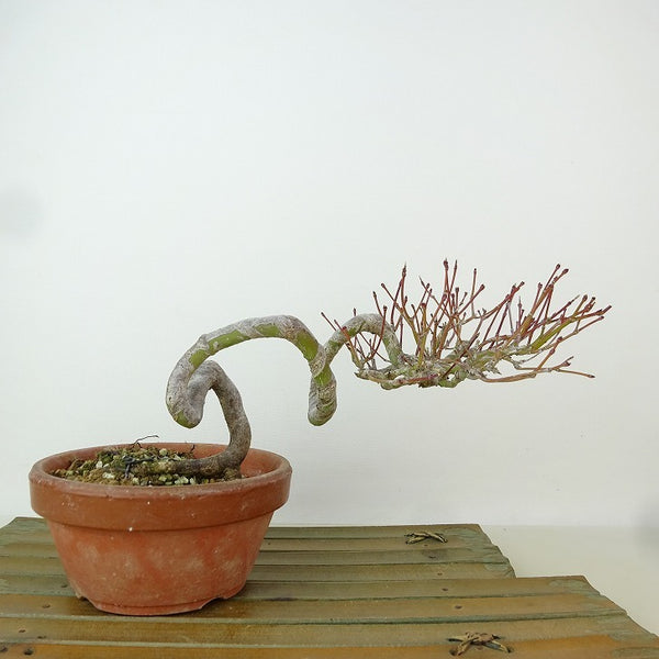 盆栽 紅葉 樹高 約11cm もみじ Acer palmatum モミジ 根上り カエデ科 落葉樹 観賞用 小品 f1204376667