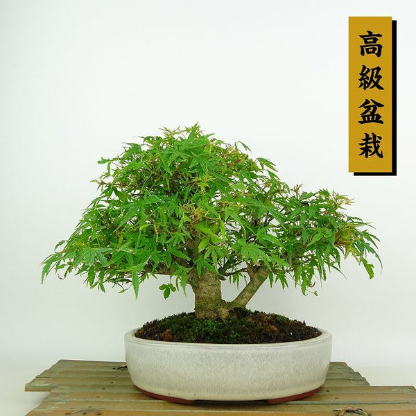 盆栽 紅葉 舞姫 樹高 約19cm もみじ 高級盆栽 Acer palmatum モミジ カエデ科 落葉樹 観賞用 小品 c1204373030