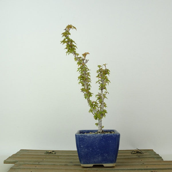 盆栽 紅葉 琴姫 樹高 約20cm もみじ Acer palmatum モミジ カエデ科 落葉樹 観賞用 小品 o1204391216