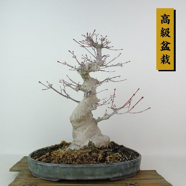 盆栽 紅葉 樹高 約17cm もみじ 高級盆栽 Acer palmatum モミジ カエデ科 落葉樹 観賞用 小品 x1204369847