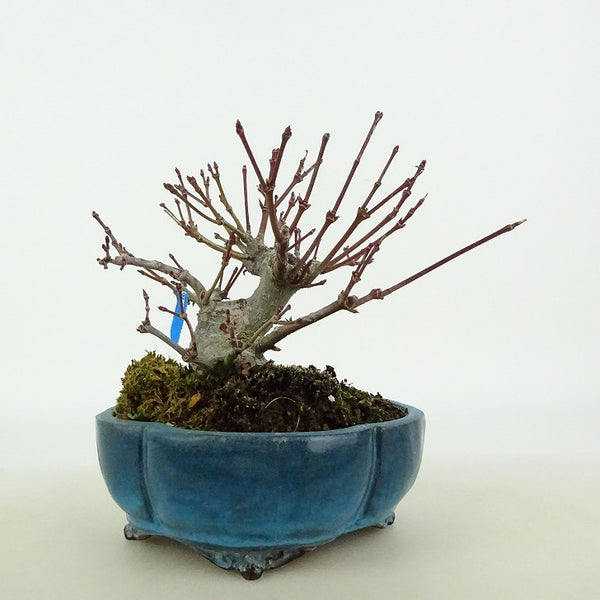 盆栽 紅葉 樹高 約9cm もみじ Acer palmatum モミジ カエデ科 落葉樹 観賞用 小品 c1204375424