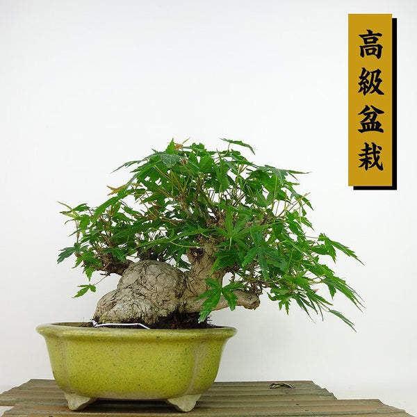 盆栽 紅葉 樹高 約16cm もみじ 高級盆栽 Acer palmatum モミジ カエデ科 落葉樹 観賞用 小品 t1204370988