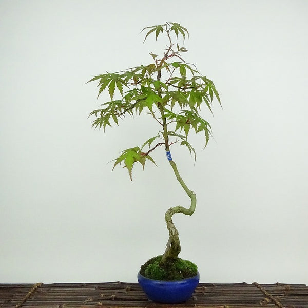 盆栽 紅葉 荒皮 樹高 約41cm もみじ Acer palmatum モミジ 根上り カエデ科 落葉樹 観賞用 o1204388231