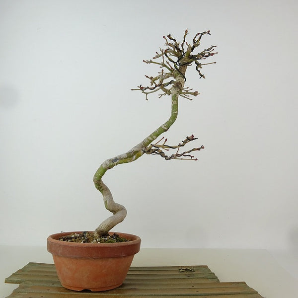 盆栽 紅葉 樹高 約26cm もみじ Acer palmatum モミジ カエデ科 落葉樹 観賞用 r1204365586