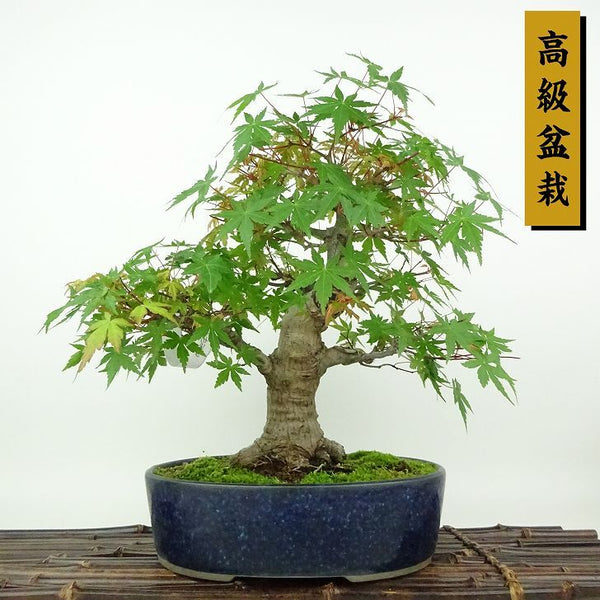 盆栽 紅葉 樹高 約25cm もみじ 高級盆栽 Acer palmatum モミジ カエデ科 落葉樹 観賞用 d1204384039
