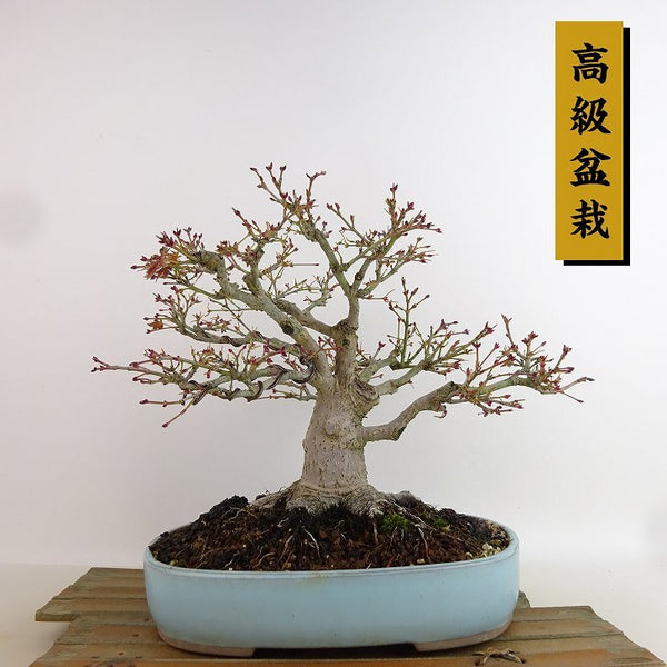 盆栽 紅葉 鹿嶋 樹高 約21cm もみじ 高級盆栽 Acer palmatum モミジ カエデ科 落葉樹 観賞用 v1204409206