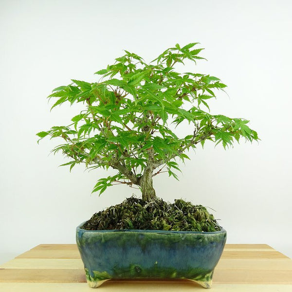 盆栽 紅葉 樹高 約23cm もみじ Acer palmatum モミジ カエデ科 落葉樹 観賞用 u1204390285