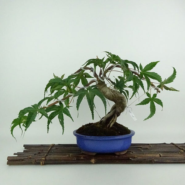 盆栽 紅葉 清玄 樹高 約22cm もみじ Acer palmatum モミジ カエデ科 落葉樹 観賞用 r1204369169