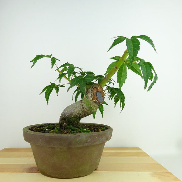 盆栽 紅葉 清玄 樹高 約18cm もみじ Acer palmatum モミジ カエデ科 落葉樹 観賞用 小品 u1204391423