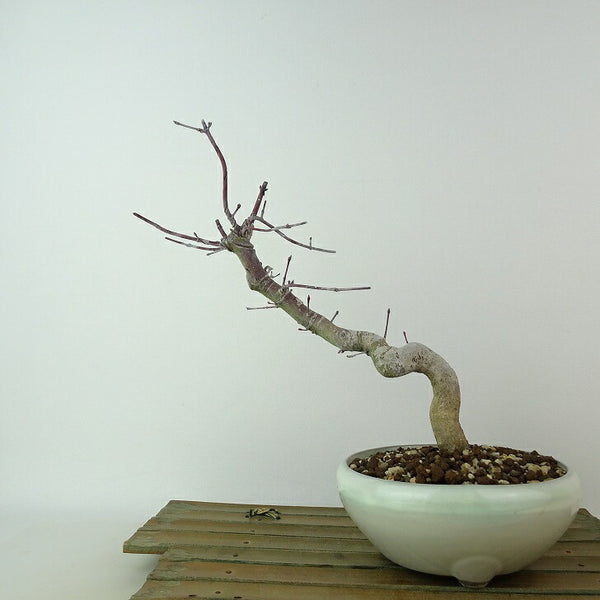 盆栽 紅葉 樹高 約19cm もみじ Acer palmatum モミジ カエデ科 落葉樹 観賞用 小品 j1204382969