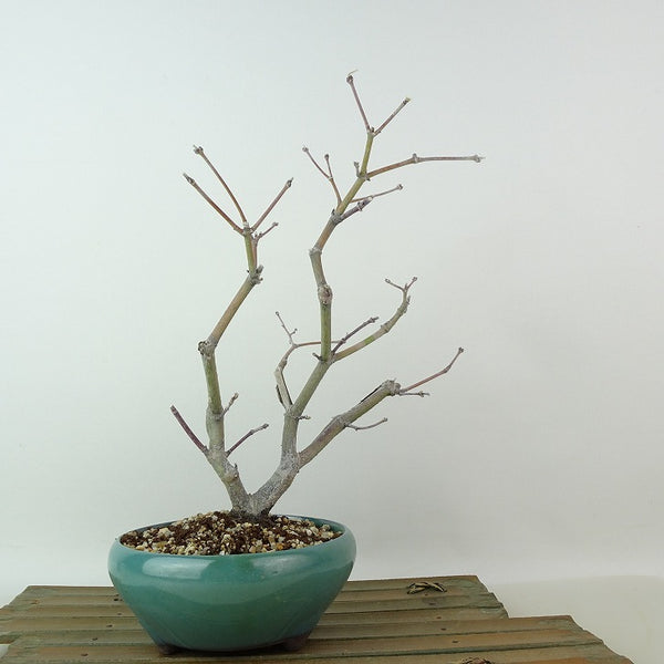 盆栽 紅葉 一行寺 樹高 約24cm もみじ Acer palmatum モミジ カエデ科 落葉樹 観賞用 w1204375461