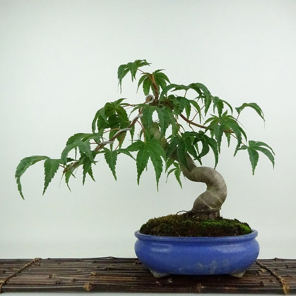 盆栽 紅葉 清玄 樹高 約30cm もみじ Acer palmatum モミジ カエデ科 落葉樹 観賞用 b1204377899
