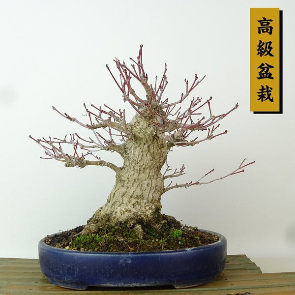 盆栽 紅葉 樹高 約21cm もみじ 高級盆栽 Acer palmatum モミジ カエデ科 落葉樹 観賞用 g1204390509