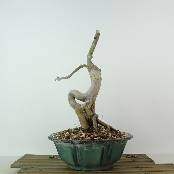 盆栽 紅葉 清玄 樹高 約20cm もみじ Acer palmatum モミジ カエデ科 落葉樹 観賞用 小品 h1204390579