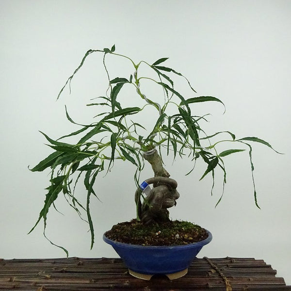 盆栽 紅葉 七五三 樹高 約31cm もみじ Acer palmatum モミジ カエデ科 落葉樹 鑑賞用 観賞用 l1204376077