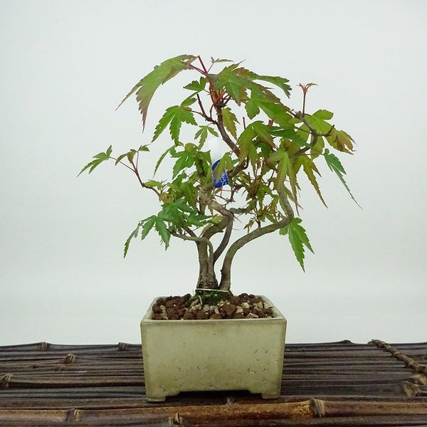 盆栽 紅葉 樹高 約15cm もみじ Acer palmatum モミジ カエデ科 落葉樹 観賞用 小品 k1204376716
