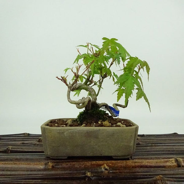 盆栽 紅葉 樹高 約10cm もみじ Acer palmatum モミジ カエデ科 落葉樹 観賞用 小品 r1204366725