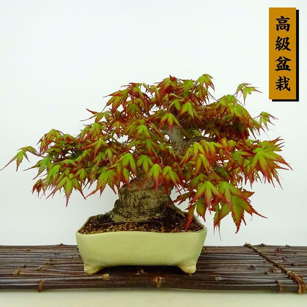 盆栽 紅葉 樹高 約21cm もみじ 高級盆栽 Acer palmatum モミジ カエデ科 落葉樹 観賞用 v1204400441