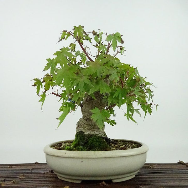 盆栽 紅葉 樹高 約18cm もみじ Acer palmatum モミジ カエデ科 落葉樹 観賞用 小品 e1204376267