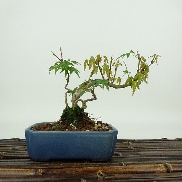 盆栽 紅葉 樹高 約10cm もみじ Acer palmatum モミジ カエデ科 落葉樹 観賞用 小品 u1204394369