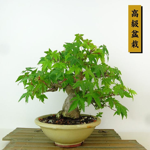 盆栽 紅葉 樹高 約22cm もみじ 高級盆栽 Acer palmatum モミジ カエデ科 落葉樹 観賞用 t1204377300
