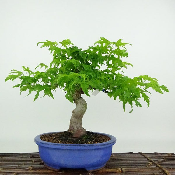 盆栽 紅葉 青柳 樹高 約22cm もみじ Acer palmatum モミジ カエデ科 落葉樹 観賞用 g1204390259