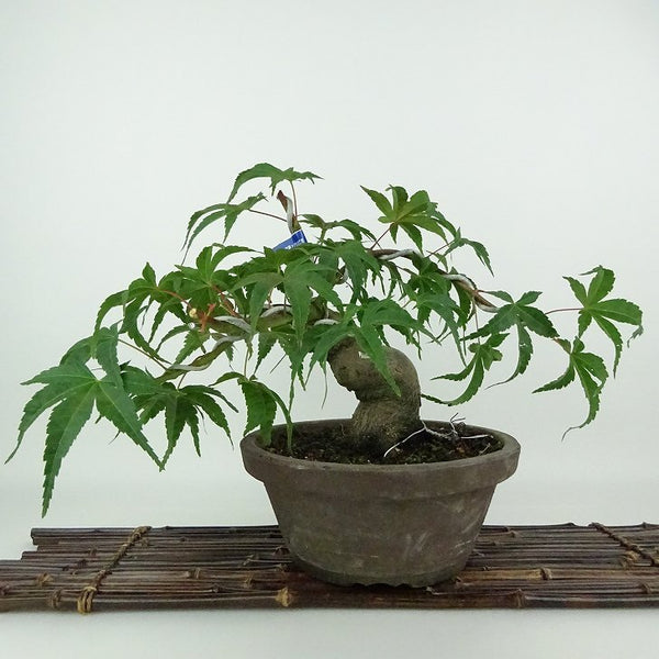 盆栽 紅葉 清玄 樹高 約21cm もみじ Acer palmatum モミジ カエデ科 落葉樹 観賞用 j1204378242