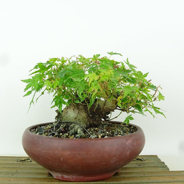 盆栽 紅葉 樹高 約11cm もみじ Acer palmatum モミジ カエデ科 落葉樹 観賞用 小品 d1204385482