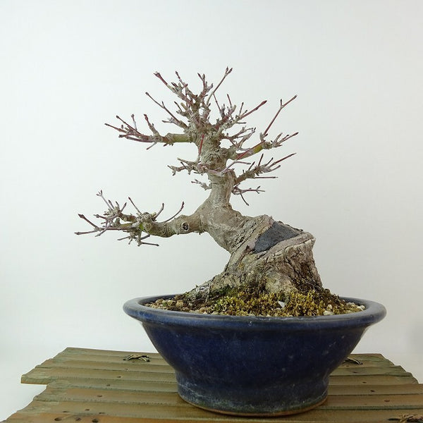 盆栽 紅葉 樹高 約17cm もみじ Acer palmatum モミジ カエデ科 落葉樹 観賞用 小品 h1204397704