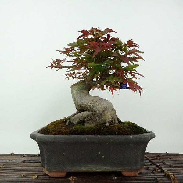 盆栽 紅葉 出猩々 樹高 約20cm もみじ Acer palmatum モミジ カエデ科 落葉樹 観賞用 小品 l1204374587