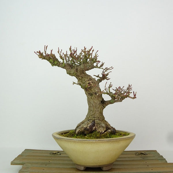 盆栽 紅葉 樹高 約15cm もみじ 高級盆栽 Acer palmatum モミジ カエデ科 落葉樹 観賞用 小品 h1204396859