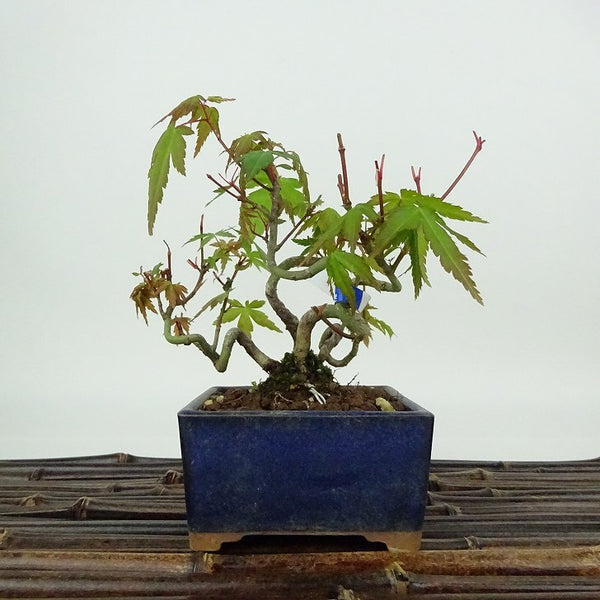 盆栽 紅葉 樹高 約11cm もみじ Acer palmatum モミジ カエデ科 落葉樹 観賞用 小品 s1204377792