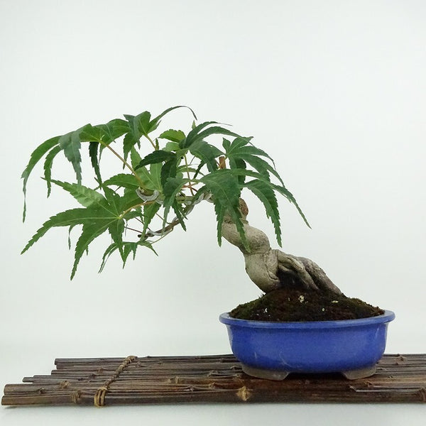 盆栽 紅葉 清玄 樹高 約21cm もみじ Acer palmatum モミジ カエデ科 落葉樹 観賞用 t1204376755
