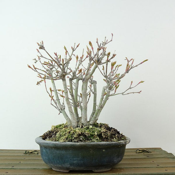 盆栽 紅葉 樹高 約13cm もみじ Acer palmatum モミジ カエデ科 落葉樹 観賞用 小品 b1204378893