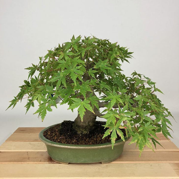 盆栽 紅葉 樹高 約19cm もみじ Acer palmatum モミジ カエデ科 落葉樹 観賞用 小品 r1204370904