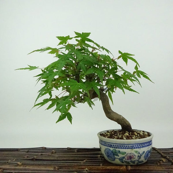 盆栽 紅葉 樹高 約19cm もみじ Acer palmatum モミジ カエデ科 落葉樹 観賞用 小品 q1204372749