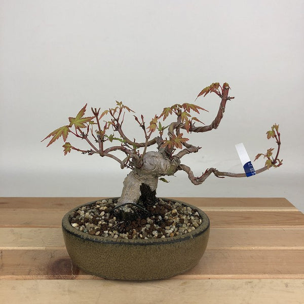 盆栽 紅葉 樹高 約12cm もみじ Acer palmatum モミジ カエデ科 落葉樹 観賞用 小品 1204369803