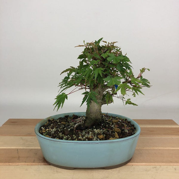 盆栽 紅葉 樹高 約14cm もみじ Acer palmatum モミジ カエデ科 落葉樹 観賞用 小品 j1204377896