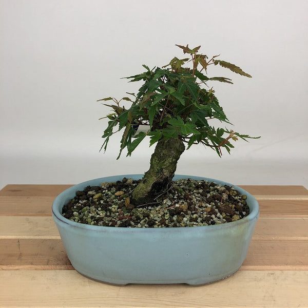 盆栽 紅葉 樹高 約12cm もみじ Acer palmatum モミジ カエデ科 落葉樹 観賞用 小品 p1204383419