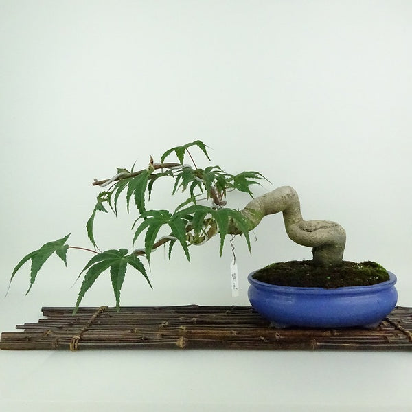 盆栽 紅葉 清玄 樹高 約19cm もみじ Acer palmatum モミジ カエデ科 落葉樹 観賞用 小品 o1204392215