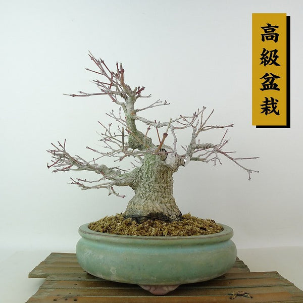 盆栽 紅葉 樹高 約22cm もみじ 高級盆栽 Acer palmatum モミジ カエデ科 落葉樹 観賞用 f1204370444