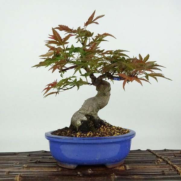 盆栽 紅葉 出猩々 樹高 約23cm もみじ Acer palmatum モミジ カエデ科 落葉樹 観賞用 t1204369827