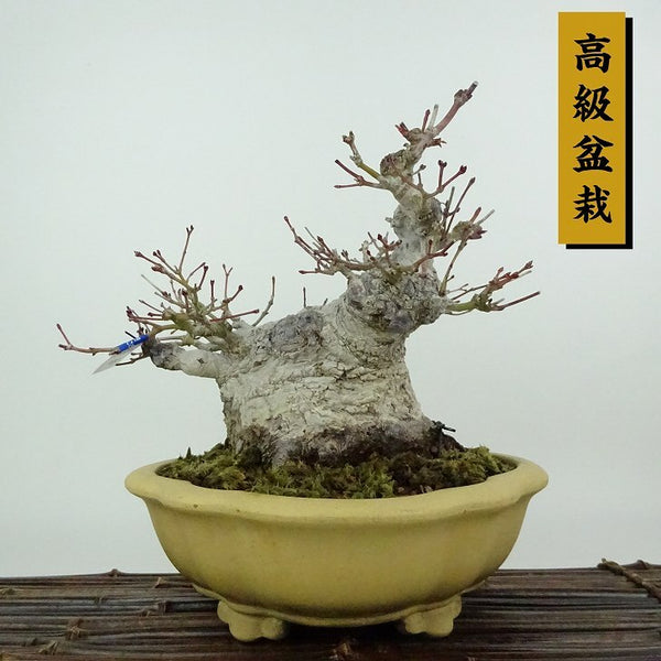 盆栽 紅葉 樹高 約17cm もみじ 高級盆栽 Acer palmatum モミジ カエデ科 落葉樹 観賞用 小品 p1204379732