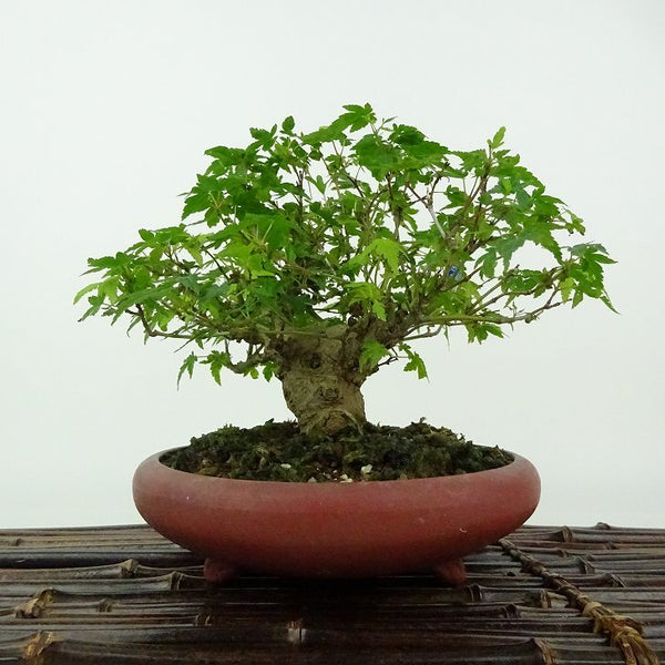 盆栽 紅葉 樹高 約14cm もみじ Acer palmatum モミジ カエデ科 落葉樹 観賞用 小品 x1204366598