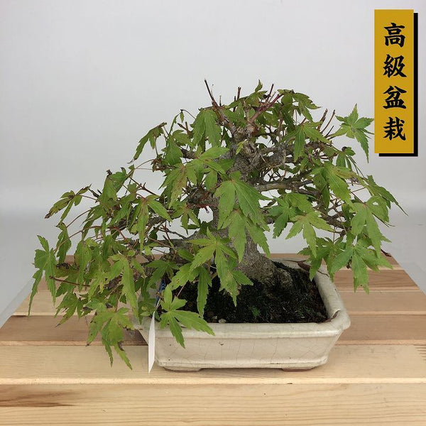 盆栽 紅葉 樹高 約16cm もみじ 高級盆栽 Acer palmatum モミジ カエデ科 落葉樹 鑑賞用 観賞用 小品 x1204369989