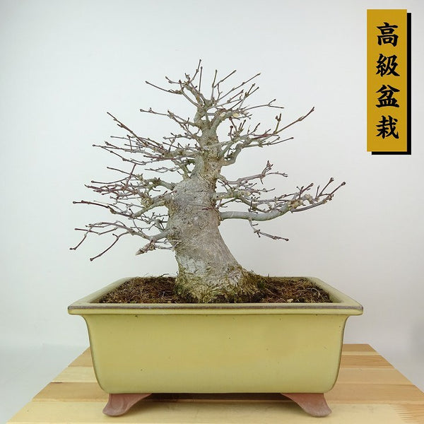 盆栽 紅葉 樹高 約25cm もみじ 高級盆栽 Acer palmatum モミジ カエデ科 落葉樹 観賞用 1204361092